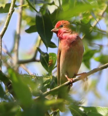 Roodmus - Common Rosefinch
