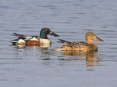 Slobeenden - Northern Shovelers