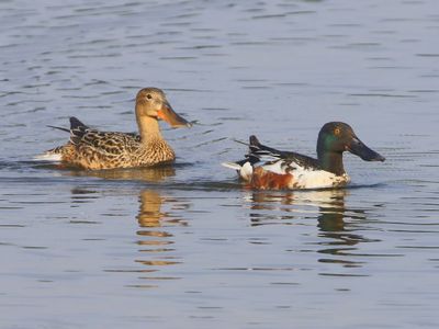 Slobeenden - Northern Shovelers