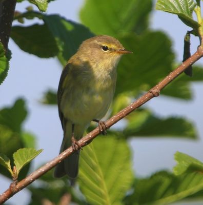 Tjiftjaf - Northern Chiffchaff