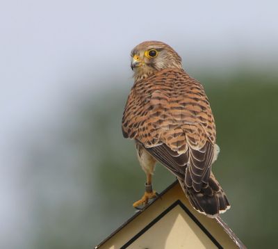 Torenvalk - Common Kestrel