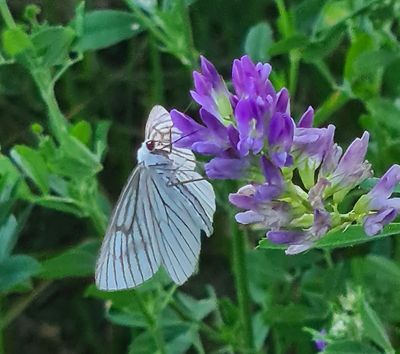 Vals Witje - Black-veined Moth
