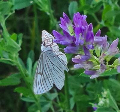 Vals Witje - Black-veined Moth