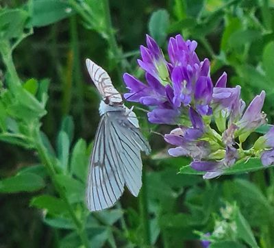 Vals Witje - Black-veined Moth