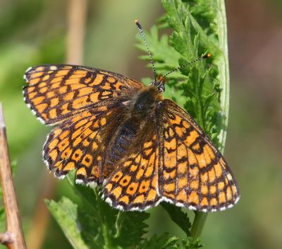 Veldparelmoervlinder - Glanville Fritillary