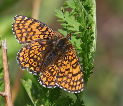 Veldparelmoervlinder - Glanville Fritillary