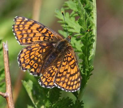 Veldparelmoervlinder - Glanville Fritillary
