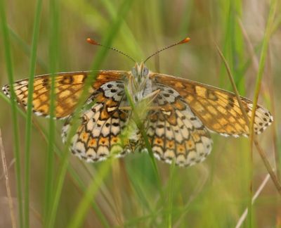 Veldparelmoervlinder - Glanville Fritillary