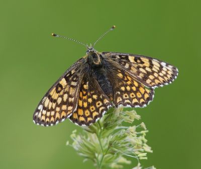 Veldparelmoervlinder - Glanville Fritillary