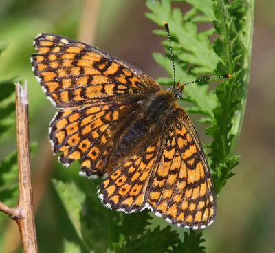 Veldparelmoervlinder - Glanville Fritillary