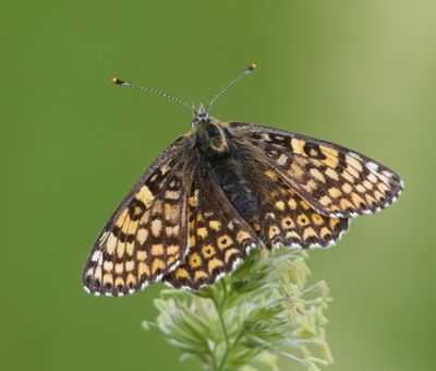 Veldparelmoervlinder - Glanville Fritillary