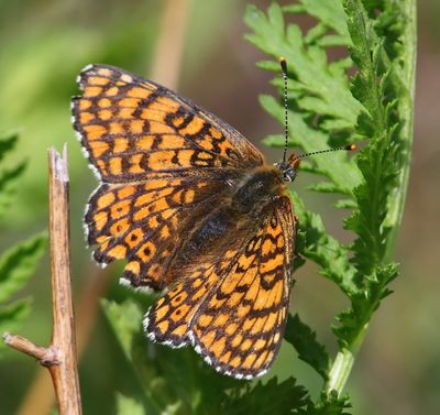 Veldparelmoervlinder - Glanville Fritillary