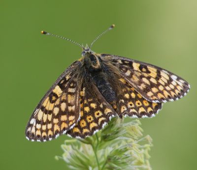 Veldparelmoervlinder - Glanville Fritillary