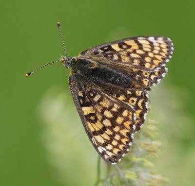 Veldparelmoervlinder - Glanville Fritillary