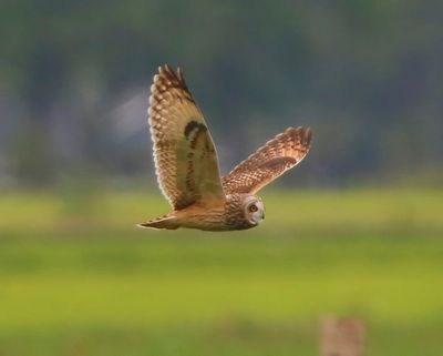 Velduil - Short-eared Owl