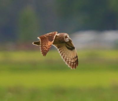Velduil - Short-eared Owl