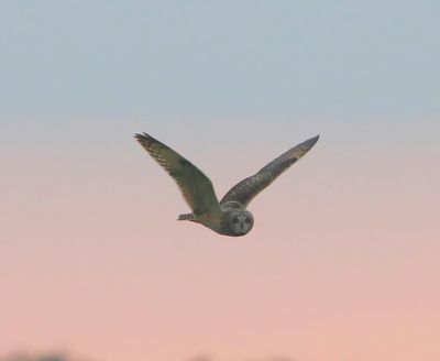 Velduil - Short-eared Owl