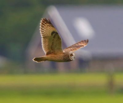 Velduil - Short-eared Owl