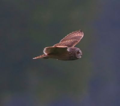 Velduil - Short-eared Owl