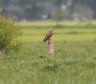 Velduil - Short-eared Owl