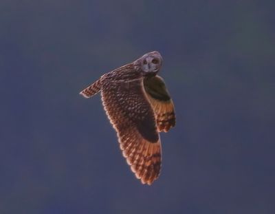 Velduil - Short-eared Owl