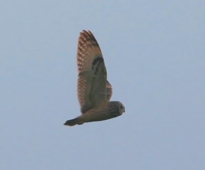 Velduil - Short-eared Owl