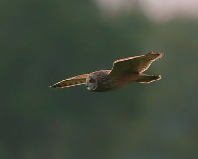 Velduil - Short-eared Owl