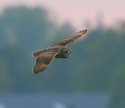 Velduil - Short-eared Owl