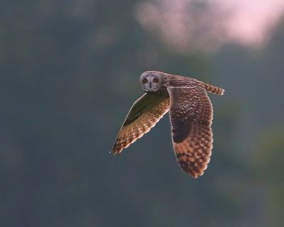 Velduil - Short-eared Owl