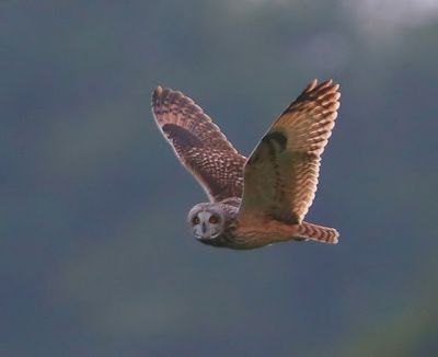 Velduil - Short-eared Owl