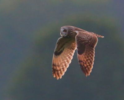 Velduil - Short-eared Owl