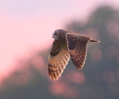 Velduil - Short-eared Owl