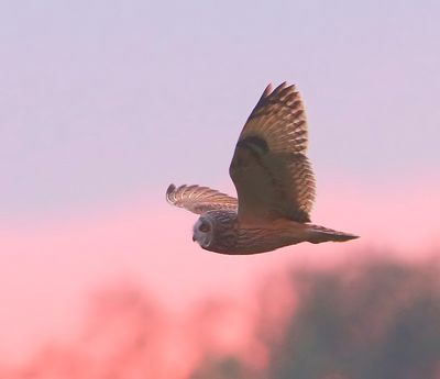 Velduil - Short-eared Owl