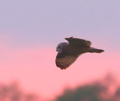 Velduil - Short-eared Owl