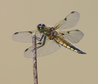 Viervlek - Four-spotted Chaser