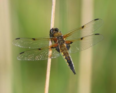 Viervlek - Four-spotted Chaser