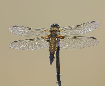 Viervlek - Four-spotted Chaser