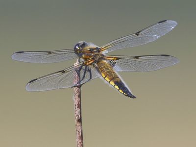Viervlek - Four-spotted Chaser