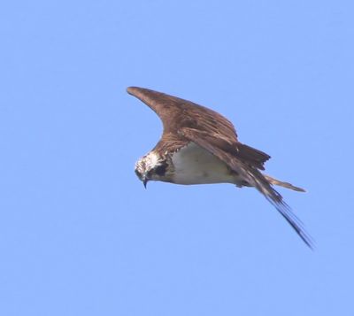 Visarend - Osprey
