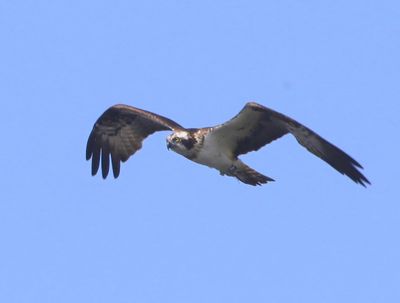 Visarend - Osprey
