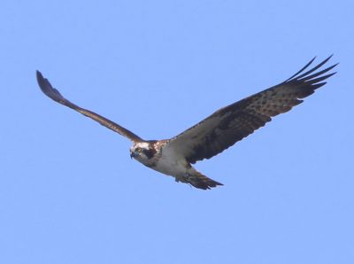 Visarend - Osprey