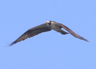 Visarend - Osprey