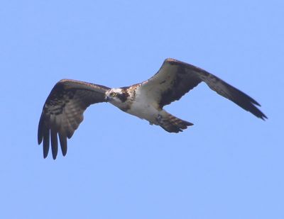 Visarend - Osprey