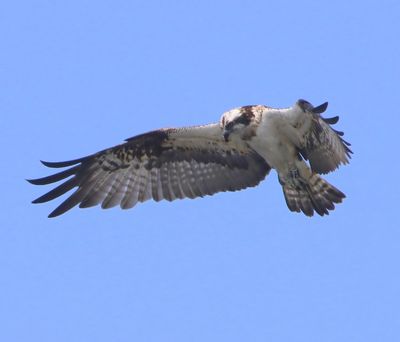 Visarend - Osprey