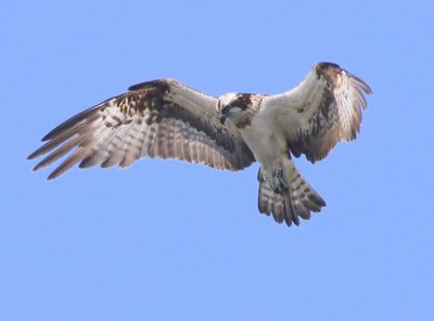 Visarend - Osprey