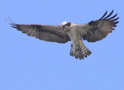 Visarend - Osprey