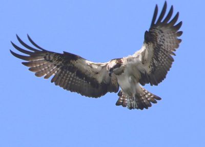 Visarend - Osprey