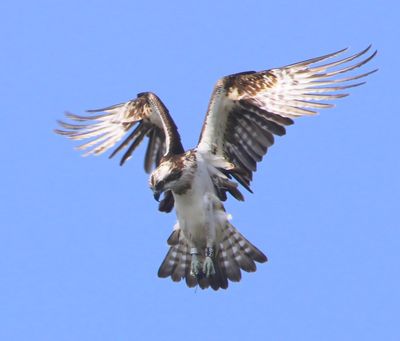Visarend - Osprey