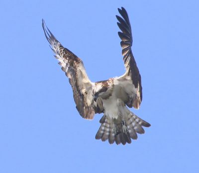 Visarend - Osprey