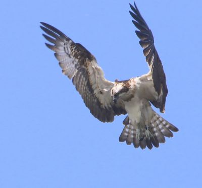 Visarend - Osprey
